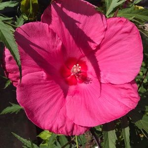 Meet your Posher, Andriah